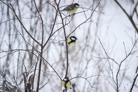portrait of three cute birdsの写真素材