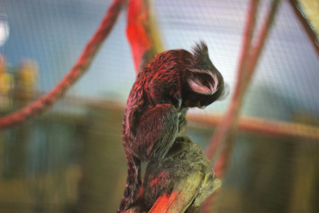 poor monkey in a cage turned aroundの写真素材