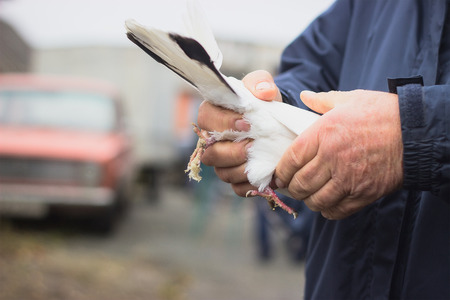 Angry man holds pigeon in the hands and trying to sellの写真素材