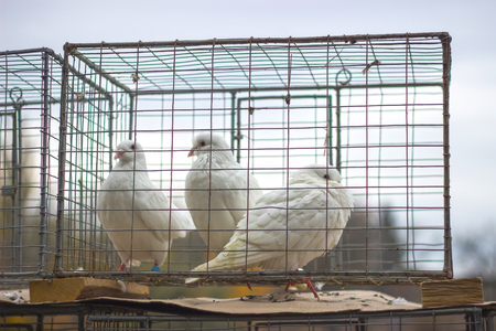 Carrier pigeon. Cute bird at cage. Natural Backgroundの写真素材