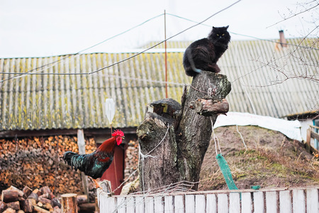 rustic multicolored rooster at fence and cat at stump in the villageの写真素材