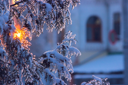 Pine trees covered with snow on frosty evening. Beautiful winterの写真素材