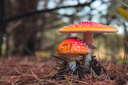 Amanita Muscaria, poisonous mushroom. Pine forest backgroundの写真素材
