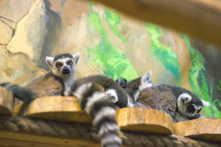 A huddle of ring tailed lemurs sleeping together