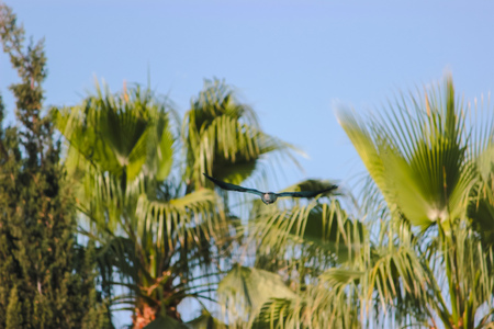 The view of famous palm trees near officesの写真素材