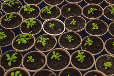 Growing seedlings in peat pots. Plants seeding in sunlight in modern botany greenhouse, horticulture and cultivation of ornamental plans, top viewの写真素材