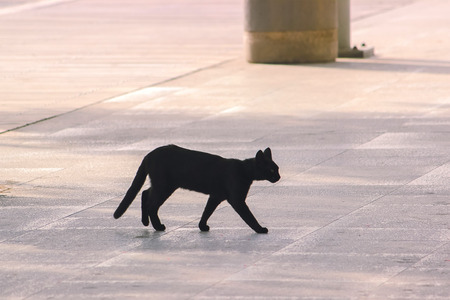 Stray field cats walking around at roadの写真素材