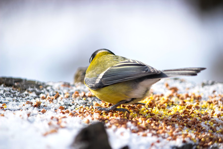 cute birds Tits in the Park sitting on a stump and eating grain at winterの写真素材