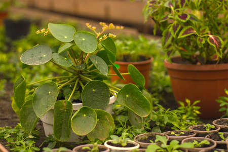 Growing seedlings in peat pots. Plants seeding in sunlight in modern botany greenhouse, horticulture...