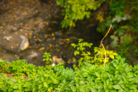 Common nettle background texture. Urtica dioica at eveningの写真素材