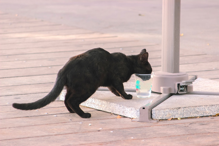 Stray field cats turned around at roadの写真素材