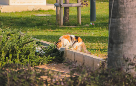 Stray field cats turned around at roadの写真素材