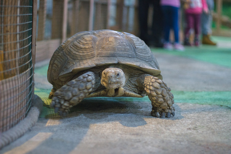 Sea Green Turtle at grass eating foodの写真素材