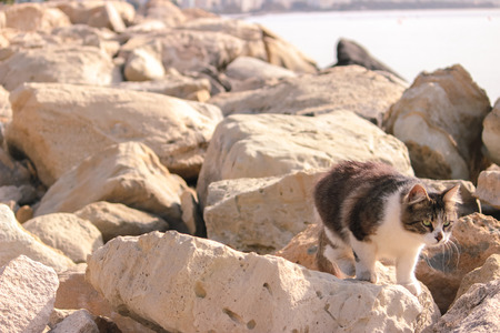 Stray field cats turned around at roadの写真素材
