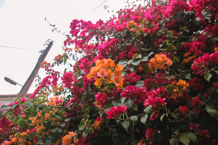 Pink rose flowers on the bush garden in the summerの写真素材