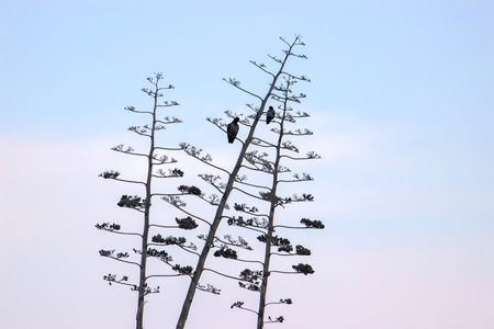 A flock of crows on the pine-treeの写真素材