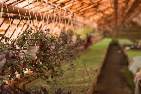 Growing seedlings in peat pots. Plants seeding in sunlight in modern botany greenhouse, horticulture and cultivation of ornamental plans, top viewの写真素材