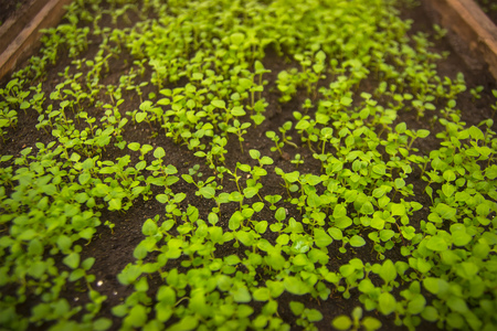 Growing seedlings in peat pots. Plants seeding in sunlight in modern botany greenhouse, horticulture and cultivation of ornamental plans, top viewの写真素材