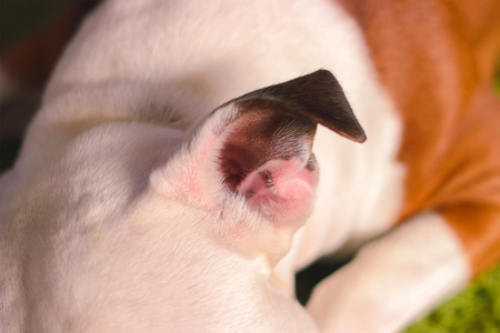 tired dog ear pet laying on the floorの写真素材