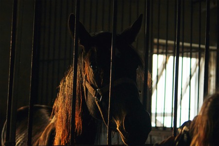 brown horse in the stable. horse in his aviary. stable with animals. horse through the cage.の写真素材