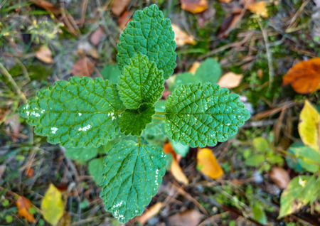 Lemon balm growing in the forest garden with grass