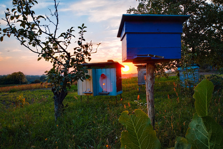 Traditional mobile honey farm apiary sunset nature leaves garden field