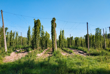 traditional hop field with hop pole at sun down