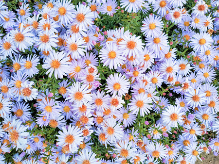 Field chamomiles flowers blooming in sun day. Beautiful meadow.の写真素材