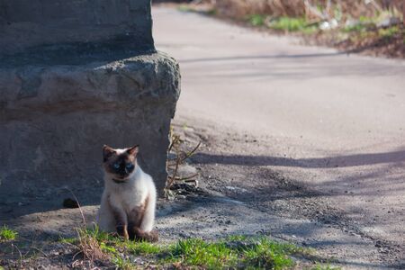Grumpy and unhappy seal point Siamese pedigreed cat sitting on the sidewalk near a road with grassの写真素材