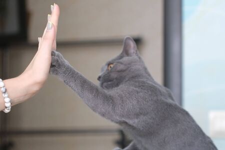 Cute british cat giving high five to human hand at interior. Friendship between girl and animal