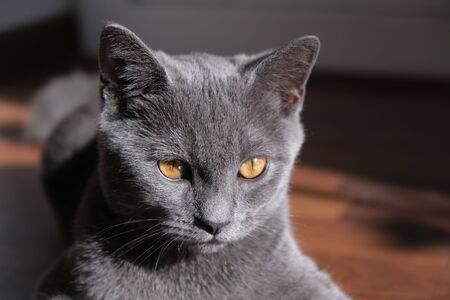 Gray cat of British breed looks out of the window with large yellow eyes