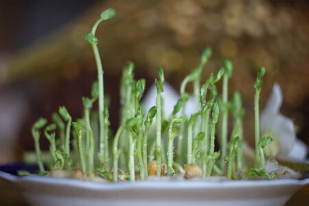 Fresh micro greens closeup. Growing sunflower sprouts for healthy salad. Eating right, stay young and modern restaurant cuisine conceptの写真素材