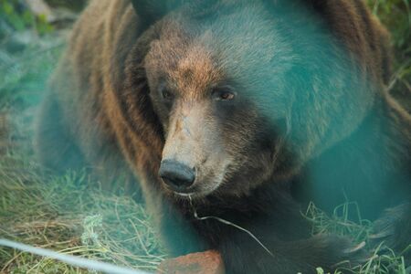 Live bear behind grids of a cage. Grizly walking at grassの写真素材