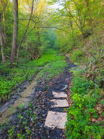 Muddy road in rural path at the forest with a creek. Drowned tire.の写真素材