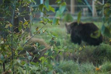 Live bear behind grids of a cage. Grizly walking at grassの写真素材