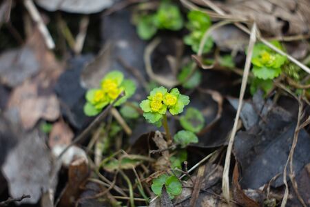 Alternate leafs golden saxifrage medicinal plant with flower in spring at water sourceの写真素材