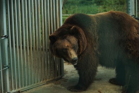 Live bear behind grids of a cage. Grizly walking at grass
