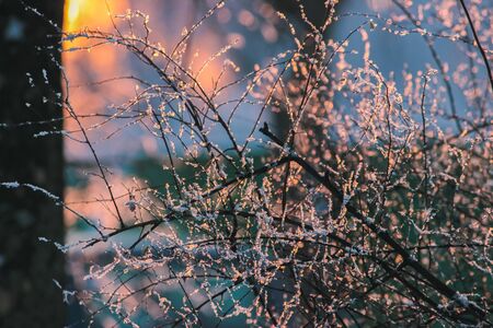 Winter nature background. Christmas holiday backdrop, Frozen tree branch at evening