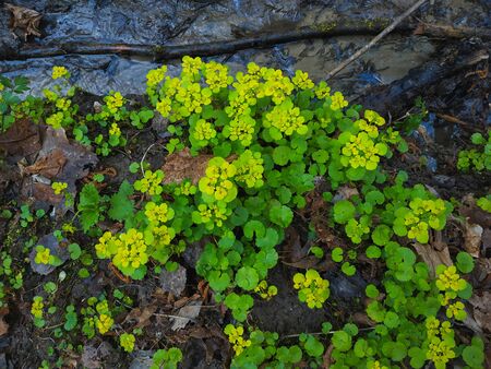 Alternate leafs golden saxifrage medicinal plant with flower in spring at water sourceの写真素材
