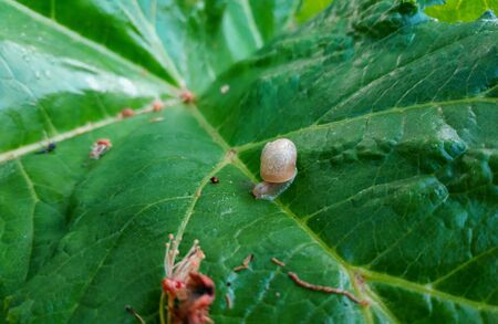 Snail crawling on the ground at the early springの写真素材