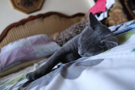 Scottish Fold mixed with British Shorthair cat in gray color lying down on the bed and sleepingの写真素材