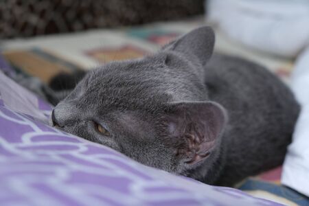 Scottish Fold mixed with British Shorthair cat in gray color lying down on the bed and sleepingの写真素材