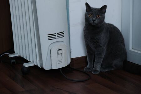 Beautiful cat sitting at battery in the roomの写真素材