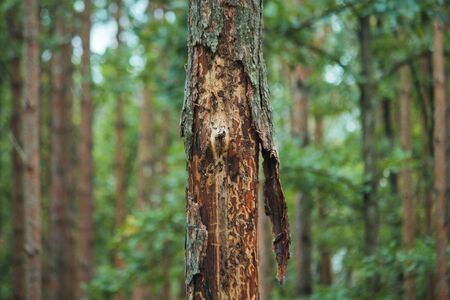 Base of a pine tree with Bark beetle holes. These insects reproduce in the inner bark and kill live...