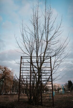 Rusty abandoned jungle gym with grown tree inside at playground at evening sky.