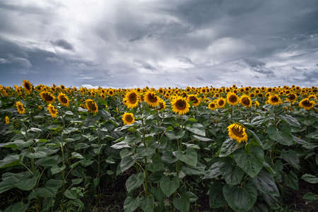 Sunflower field at the sunset dramatic sky.の写真素材