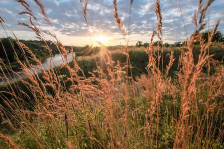 Evening on the river, sunset light on ears of grass.の写真素材