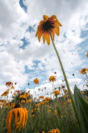 Abandoned orange gardens of rudbeckia flower closeup.の写真素材