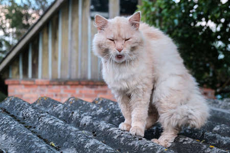 Ginger cat sits at the porch and yawns basking in the sun.の写真素材