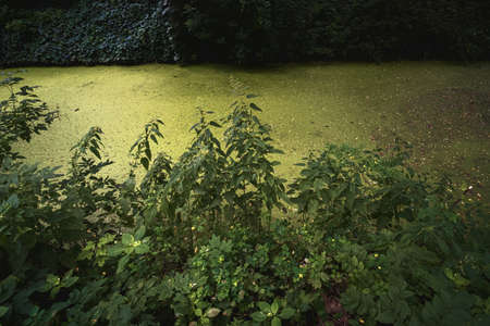 Water problem. Small lake in the forest overgrown and turned into a swamp with nettle.の写真素材